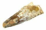 Fossil Spinosaurus Tooth - Real Dinosaur Tooth #353127-1